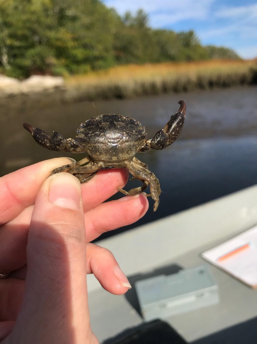 This Oct. 3, 2019 photo provided by Marissa McMahan shows a smooth mud crab in Georgetown, Maine. The crab normally lives further south, and it's unknown how it ended up in Maine waters. (Marissa McMahan via AP)