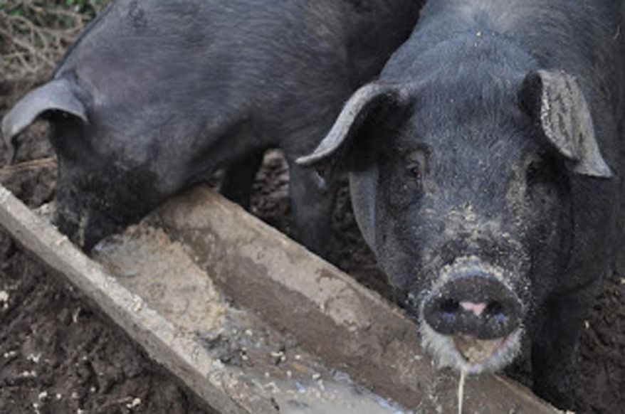 In this 2014 photo provided by Ryan Parker, two pigs consume discarded milk at Nights And Weekends Homestead in Newport, Maine. The state of Maine has recently clarified rules about giving food waste to pig farms. (Photo courtesy Ryan Parker)