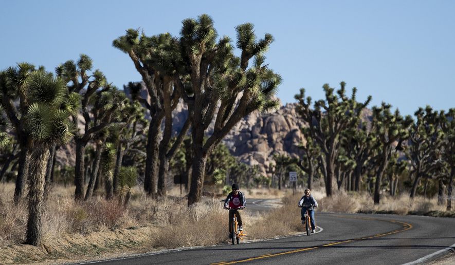 FILE - In this Jan. 10, 2019, file photo, two visitors ride their bikes along the road at Joshua Tree National Park in Southern California&#x27;s Mojave Desert. A conservation organization has petitioned for protection of the western Joshua tree under the California Endangered Species Act due to the effects of climate change and habitat destruction. The Center for Biological Diversity filed the petition with the state Fish and Game Commission on Tuesday, Oct. 15. (AP Photo/Jae C. Hong, File)