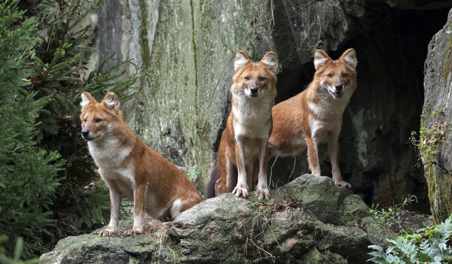 In this recent photo provided by the Wildlife Conservation Society, three male dhole, a species of Asiatic wild dog, that have debuted at the Bronx Zoo, stand in their new habitat adjacent at the zoo in the Bronx borough of New York. The trio, named Roan, Apollo, and Kito, siblings that were born at the San Diego Zoo Safari Park in 2016, are native to portions of southern and central Asia. (Julie Larsen Maher/Wildlife Conservation Society via AP)