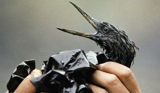 FILE - In this April 1989, file photo, an oil covered bird is examined on an island in Prince William Sound, Alaska, after the Exxon Valdez spill. Thirty years after the supertanker Exxon Valdez hit a reef and spilled about 11 million gallons of oil in Prince William Sound, the state of Alaska is looking whether to change its requirements for oil spill prevention and response plans, a move that one conservationist says could lead to a watering down of environmental regulations. (AP Photo/Jack Smith, File)