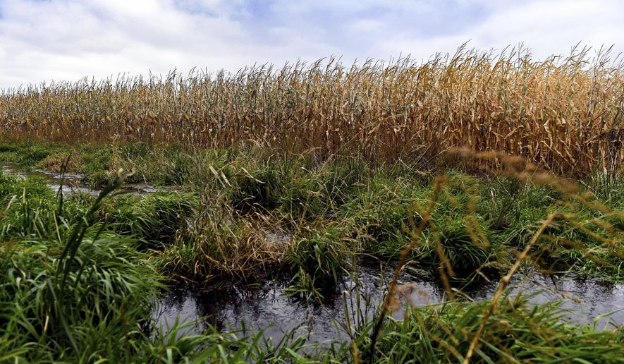 This Oct. 15, 2019 photo shows corn fields in Lyons, S.D., which contain areas of water-logged soil preventing harvest. (Erin Bormett/The Argus Leader via AP)