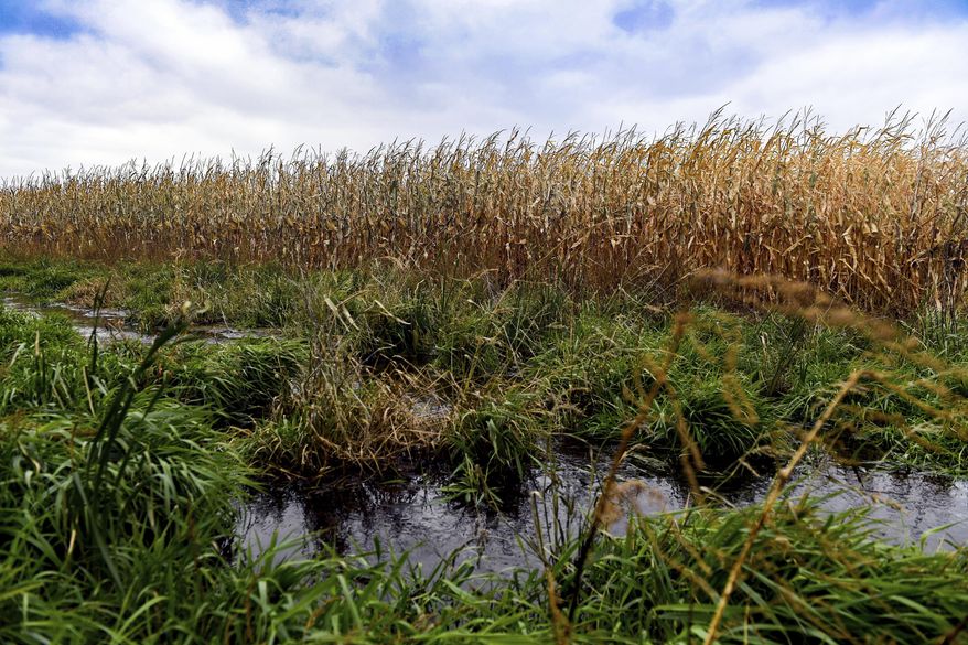 This Oct. 15, 2019 photo shows corn fields in Lyons, S.D., which contain areas of water-logged soil preventing harvest. (Erin Bormett/The Argus Leader via AP)