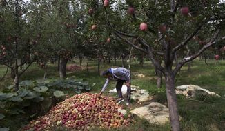 In this Sunday, Oct. 6, 2019 photo, Kashmiri farmer Rayees Ahmad shows a pile of rotten apples inside his orchard in Wuyan, south of Srinagar Indian controlled Kashmir. The apple trade, worth $1.6 billion in exports in 2017, accounts for nearly a fifth of Kashmir’s economy and provides livelihoods for 3.3 million. This year, less than 10% of the harvested apples had left the region by Oct. 6. Losses are mounting as insurgent groups pressure pickers, traders and drivers to shun the industry to protest an Indian government crackdown. (AP Photo/Dar Yasin)