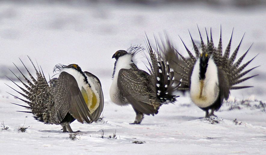 FILE - In this April 20, 2013 file photo, male greater sage grouse perform mating rituals for a female grouse, not pictured, on a lake outside Walden, Colo. A federal judge on Wednesday, Oct.16, 2019, has temporarily blocked the Trump administration rules that eased restrictions on oil and gas drilling and other development on portions of seven U.S. Western states. (AP Photo/David Zalubowski, File)