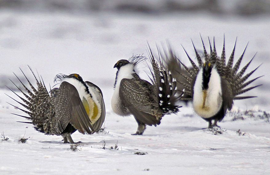 FILE - In this April 20, 2013 file photo, male greater sage grouse perform mating rituals for a female grouse, not pictured, on a lake outside Walden, Colo. A federal judge on Wednesday, Oct.16, 2019, has temporarily blocked the Trump administration rules that eased restrictions on oil and gas drilling and other development on portions of seven U.S. Western states. (AP Photo/David Zalubowski, File)