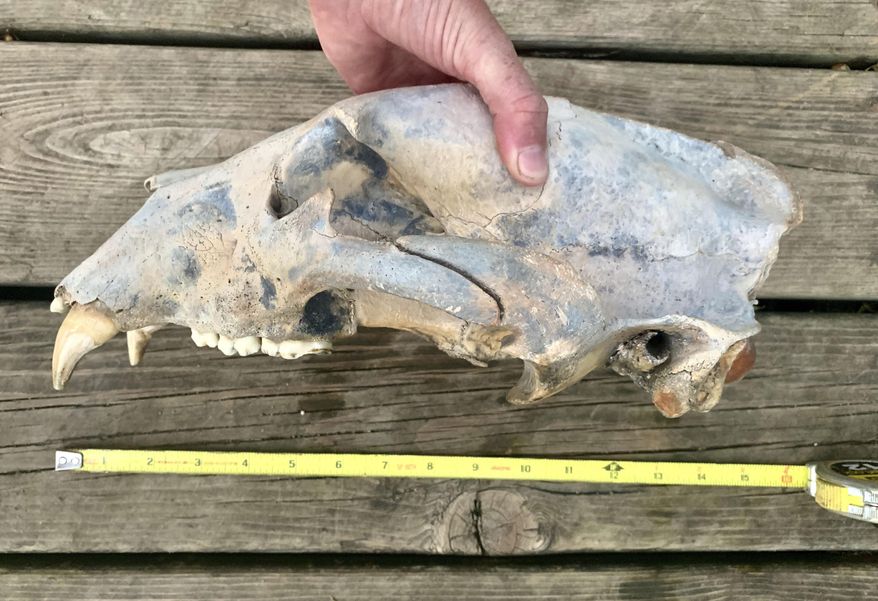 This Aug. 17, 2019, photo provided by the Kansas Dept of Wildlife, Parks & Tourism shows a partially fossilized bear skull in Rock, Kan. Two sisters found the partially fossilized bear skull while kayaking the Arkansas River in south-central Kansas. (Ashley Watt/Kansas Dept of Wildlife, Parks & Tourism via AP)