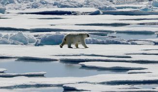 A polar bear walks over sea ice floating in the Victoria Strait in the Canadian Arctic Archipelago. (AP Photo/David Goldman, file)