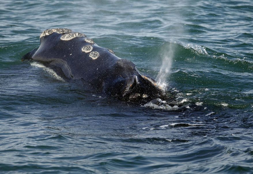 FILE - In this March 28, 2018 file photo, a North Atlantic right whale feeds on the surface of Cape Cod bay off the coast of Plymouth, Mass. A group representing Maine's lobstermen is signaling a willingness to work with the federal government on a plan to protect right whales after pulling its support this summer. (AP Photo/Michael Dwyer, File)