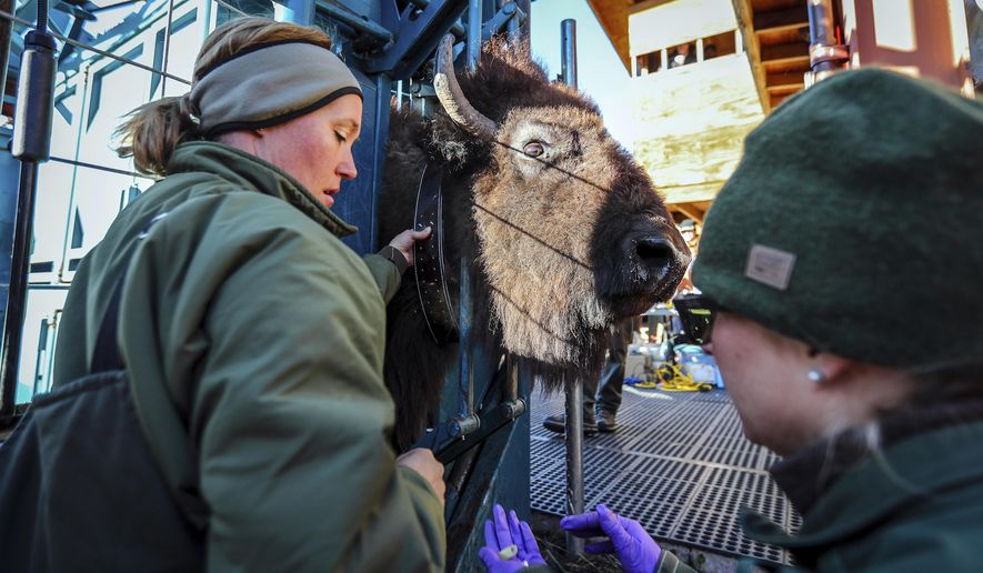 In this Tuesday, Oct. 23, 2019, photo Park Biologist Angela Jarding, left, screws down the clamp of a radio collar on and older bison cow as Hollie Pucket hands her hardware during the Wind Cave National Park bison roundup outside Hot Spring, S.D. (Adam Fondren/Rapid City Journal via AP)