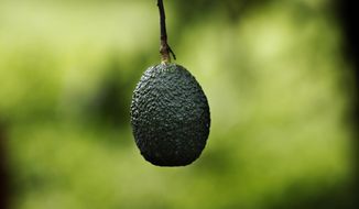 This Oct. 1, 2019 photo shows an avocado hanging in an orchard near Ziracuaretiro, in the Mexican state of Michoacan state, the heartland of world production of the fruit locals call “green gold.”  The country supplies about 43% of world avocado exports, almost all from Michoacan.  (AP Photo/Marco Ugarte)