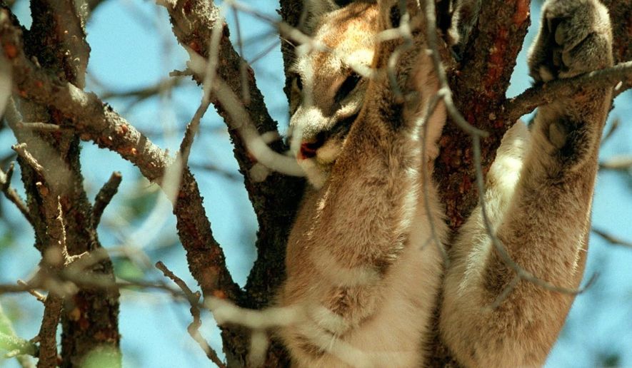 FILE - In this Aug. 22, 2001 file photo showing a mountain lion doses above in the branches of a pinyon tree before being tranquilized by wildlife officials outside a home in Pecos, N.M. New Mexico wildlife officials say new technology is allowing the state to estimate its cougar population more accurately.(Katharine Kimball/Santa Fe New Mexican via AP, File)