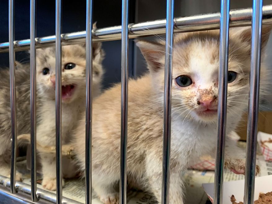 This photo provided by Pennsylvania SPCA shows two kittens that were among the 98 animals rescued from a self-proclaimed rescue organization in Lebanon, Pa., County on Wednesday, Oct. 23, 2019. The Pennsylvania Society for the Prevention of Cruelty to Animals says it rescued 83 cats and 10 dogs from unsafe conditions at a self-proclaimed rescue facility. (Pennsylvania SPCA via AP)