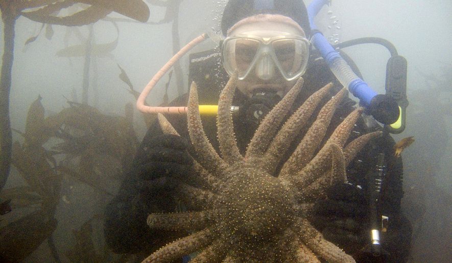 In this undated photo, provided by Scott Groth, Groth, a diver, holds a sunflower sea star in waters off the Oregon coast near Port Orford, Ore., before the invasion of purple sea urchins. The sunflower sea star is the primary predator of the purple sea urchin and urchin numbers exploded when a mysterious wasting disease killed off millions of the sea stars beginning in 2013. Tens of millions of voracious purple sea urchins that have already chomped their way through towering underwater kelp forests in California are now spreading north to Oregon, sending the delicate marine ecosystem off the shore into such disarray that other critical species are starving to death.  (Scott Groth via AP)