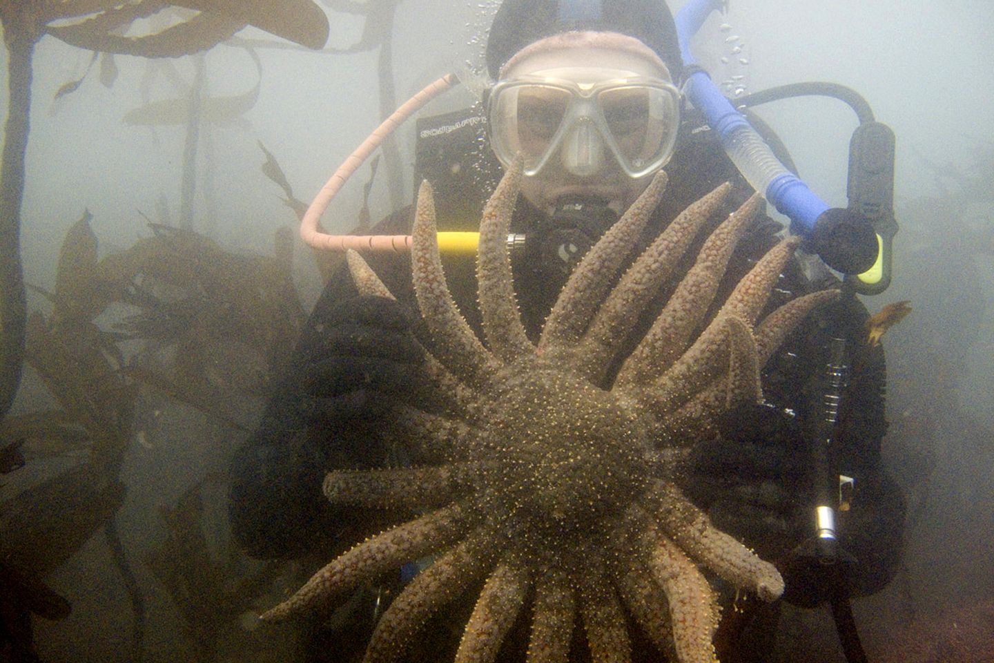 Para ilmuwan menyerukan tindakan untuk membantu bintang laut bunga matahari