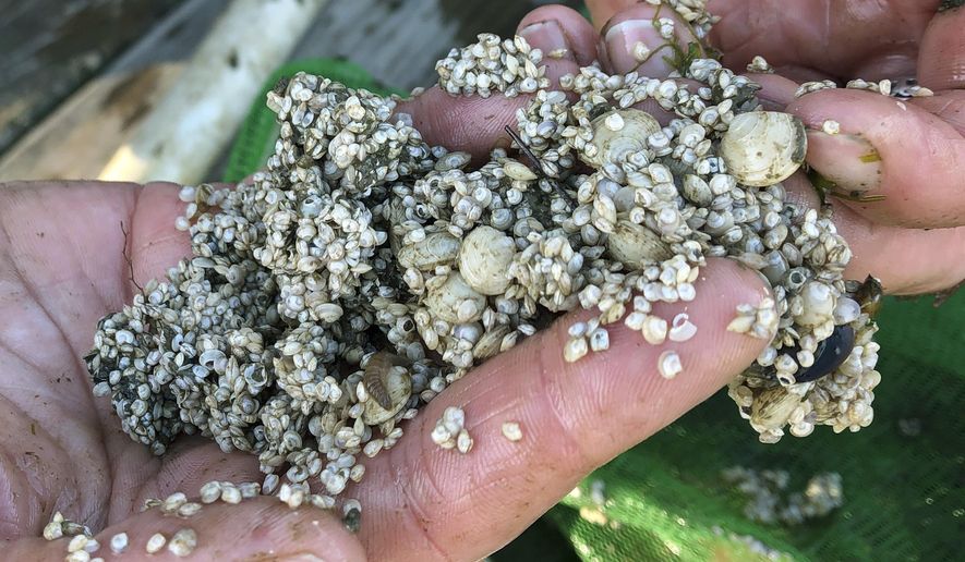 In this Wednesday, Oct. 23, 2019, photo, Marissa McMahan, marine fisheries director for environmental group Manomet, holds baby quahogs at the site of an aquaculture farm in Georgetown, Maine. McMahan is working on a project to expand quahog farming in the state as an alternative to softshell clams. The environmental group is working with Maine shellfish farmers to grow more of the species of clam it thinks can better stand up to predators that have plagued the state's harvest of bivalves. (AP Photo/Patrick Whittle)