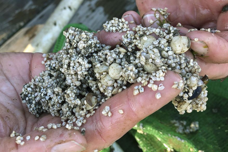 In this Wednesday, Oct. 23, 2019, photo, Marissa McMahan, marine fisheries director for environmental group Manomet, holds baby quahogs at the site of an aquaculture farm in Georgetown, Maine. McMahan is working on a project to expand quahog farming in the state as an alternative to softshell clams. The environmental group is working with Maine shellfish farmers to grow more of the species of clam it thinks can better stand up to predators that have plagued the state's harvest of bivalves. (AP Photo/Patrick Whittle)