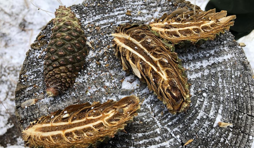 In this Thursday, Oct. 24, 2019, photo Ponderosa pine cones sit on a tree stump after being cut open during a demonstration at Bandelier National Monument near Los Alamos, N.M. A cone collecting effort is underway in parts of New Mexico and Colorado as conservationists and land managers work to gather seeds to restore forested landscapes following wildfire. (AP Photo/Susan Montoya Bryan)