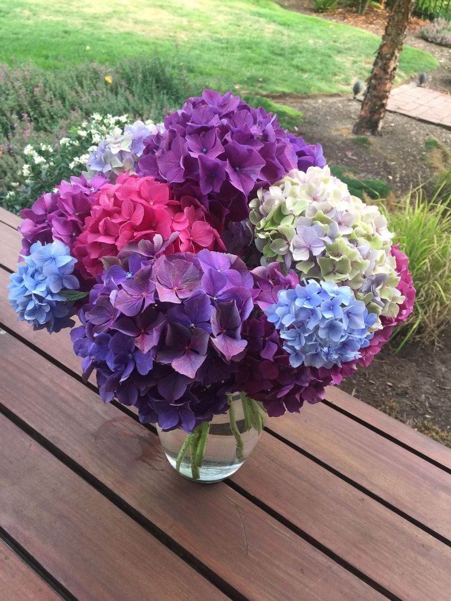 This lush assortment of freshly cut hydrangeas, photographed Aug. 14, 2019, at a home near Langley, Wash., should continue looking fresh from five to seven days before they begin to wilt. The vase life of cut flowers lasts longer when they're kept in cool areas and are properly nourished. (Dean Fosdick via AP)