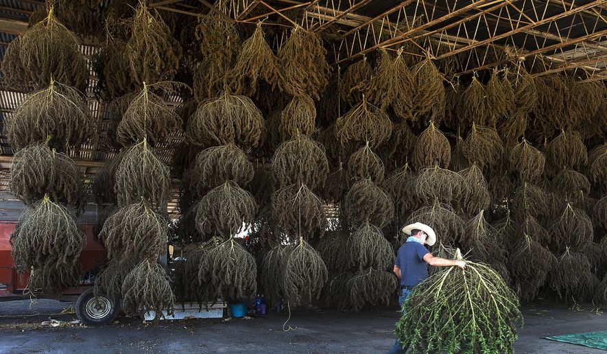 FILE - In this Oct. 10, 2019 file photo, workers at MERJ farms unload hemp plants during the first harvest at the Sullivan County farm, in Bristol, Tenn. U.S. agriculture officials say a rule that allows farmers to legally grow hemp will be finalized this week. It's a move that many states have awaited for months so they can begin widespread hemp production. The rule establishes requirements for licensing, maintaining records on the land where hemp will be grown, testing the levels of the ingredient in marijuana that causes a high, and disposal of plants that don't meet the requirements. (David Crigger/Bristol Herald Courier via AP, File)