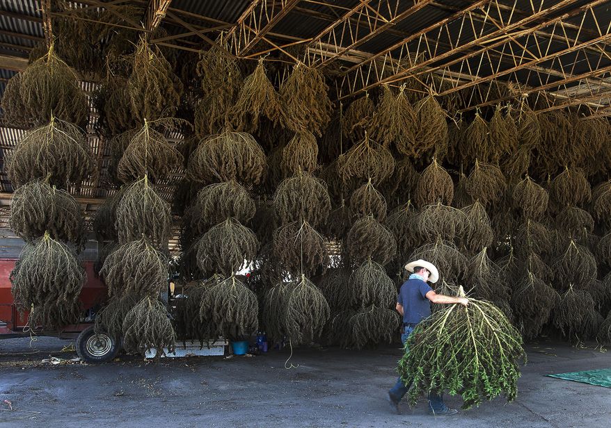 FILE - In this Oct. 10, 2019 file photo, workers at MERJ farms unload hemp plants during the first harvest at the Sullivan County farm, in Bristol, Tenn. Wisconsin agriculture officials say new federal rules on industrial hemp production won’t impact the 2020 growing season. (David Crigger/Bristol Herald Courier via AP, File)