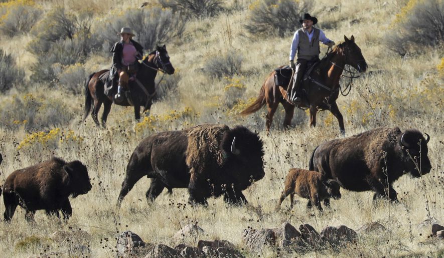 File - In this Oct. 26, 2019, file photo, riders herd bison during the annual bison roundup on Antelope Island in Utah. Evidence is mounting that wild North American bison are gradually shedding their genetic diversity across many of the isolated herds overseen by the U.S. government, weakening future resilience against disease and climate events in the shadow of human encroachment. Advances in genetics are bringing the concern in to sharper focus. (AP Photo/Rick Bowmer, File)