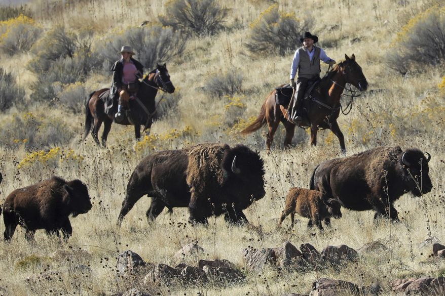 File - In this Oct. 26, 2019, file photo, riders herd bison during the annual bison roundup on Antelope Island in Utah. Evidence is mounting that wild North American bison are gradually shedding their genetic diversity across many of the isolated herds overseen by the U.S. government, weakening future resilience against disease and climate events in the shadow of human encroachment. Advances in genetics are bringing the concern in to sharper focus. (AP Photo/Rick Bowmer, File)