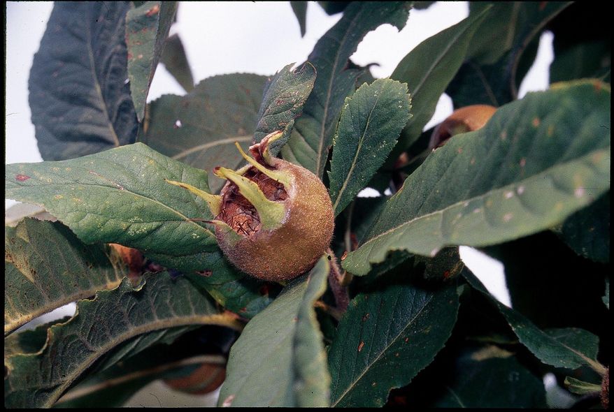 This undated photo shows medlar fruit in New Paltz, N.Y. You won't find fruits like persimmons, medlar and musk strawberries at most grocery stores. They're too ugly for commercial use. But they're delicious. And easy to grow in the backyard. (Lee Reich via AP)