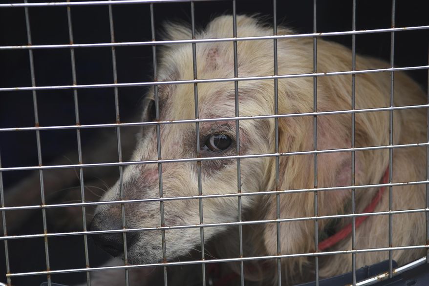 FILE - In this June 19, 2019 file photo, a dog taken from a property in Klingerstown, Pa., looks out from its cage during an animal cruelty investigation. Congress has passed a bill making certain types of animal cruelty a federal felony. (Jacqueline Dormer/Republican-Herald via AP)