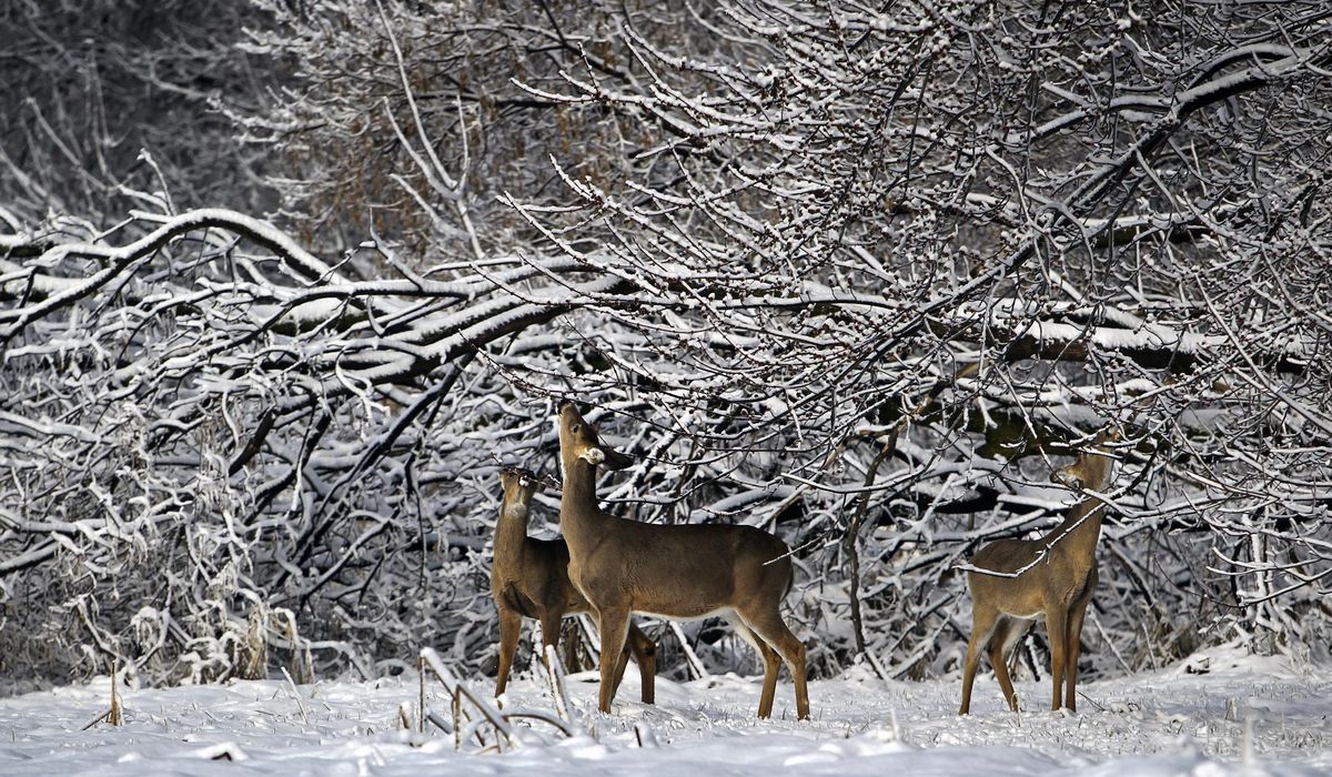 Walz heads to Fergus Falls for annual Governor's Deer Opener - Washington Times
