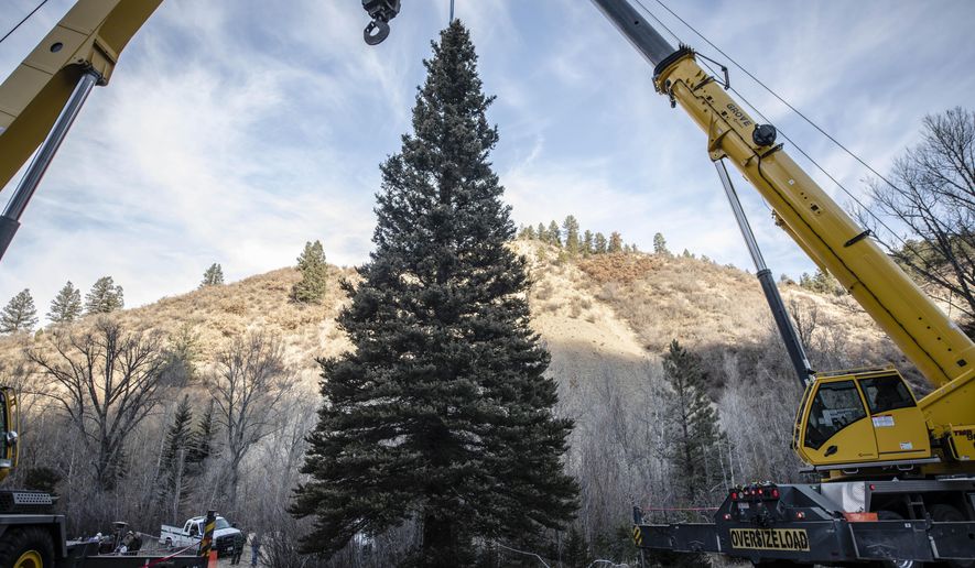 The 2019 U.S. Capitol Christmas Tree tree cutting ceremony took place Wednesday, Nov. 6, 2019, just on the east side of Red River, New Mexico. This year's Capitol Christmas tree is a 60 foot tall, 68 year -old blue spruce, which was selected from the Questa Ranger District of the Carson National Forest. (Roberto E. Rosales/The Albuquerque Journal via AP)