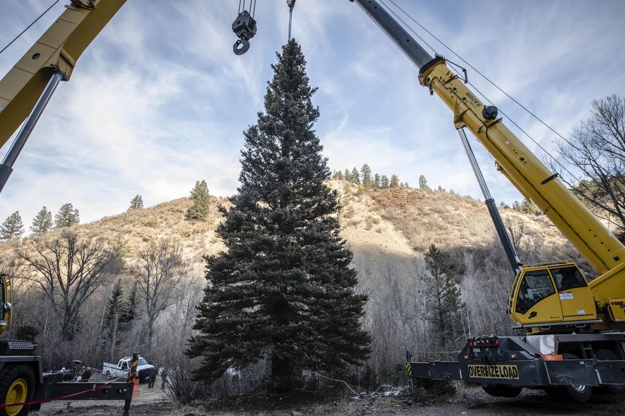 The 2019 U.S. Capitol Christmas Tree tree cutting ceremony took place Wednesday, Nov. 6, 2019, just on the east side of Red River, New Mexico. This year's Capitol Christmas tree is a 60 foot tall, 68 year -old blue spruce, which was selected from the Questa Ranger District of the Carson National Forest. (Roberto E. Rosales/The Albuquerque Journal via AP)