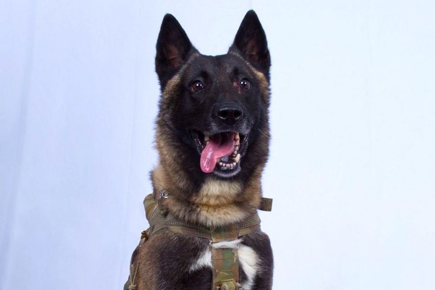 Conan, the combat canine, began training as a pup with the 341st Training Squadron at Lackland Air Force Base in San Antonio, Texas. (Defense Department) ** FILE **