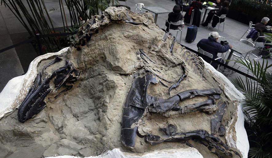FILE - In this Nov.14, 2013, file photo, one of two "dueling dinosaurs" fossils is displayed in New York. In an ongoing court case over the ownership of the fossils, the Montana Supreme Court heard arguments in Helena, Mont., Thursday, Nov. 7, 2019, over whether fossils are part of a property's surface estate or mineral estate in the case of split ownership. (AP Photo/Seth Weinig, File)