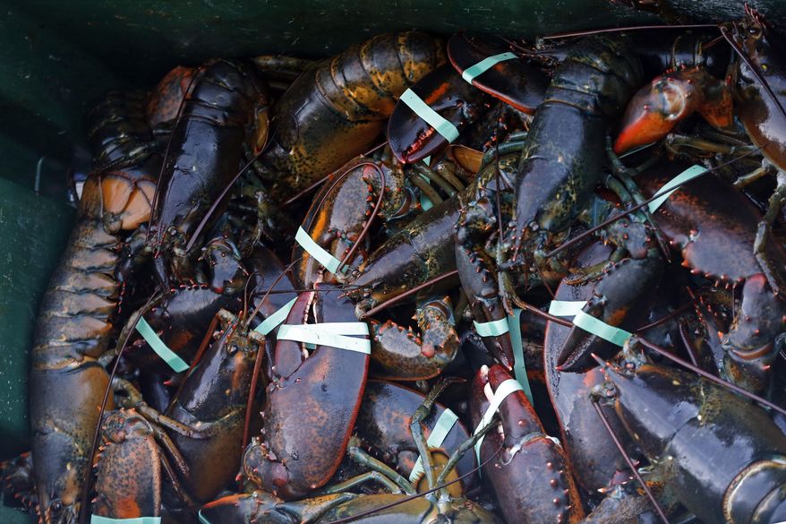 FILE -In this Saturday, Aug. 24, 2019 file photo, a crate of lobsters is seen at Cape Porpoise, in Kennebunkport, Maine. A drop in the catch of lobsters off Maine has customers paying more for the seafood and fishermen concerned about the future. (AP Photo/Robert F. Bukaty, File)