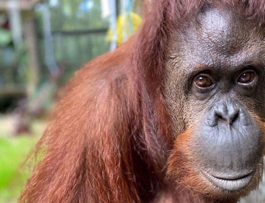 In this photo made available Wednesday, Nov. 6, 2019, by the Center for Great Apes, Sandra, a 33-year old orangutan, settles into her new home at the Center for Great Apes in in Wauchula, Fla. Sandra was granted legal personhood by a judge in Argentina. The judged ruled that Sandra is legally not an animal, but rather a non-human person, and thus entitled to rights. (Keith Stein/Center for Great Apes via AP)