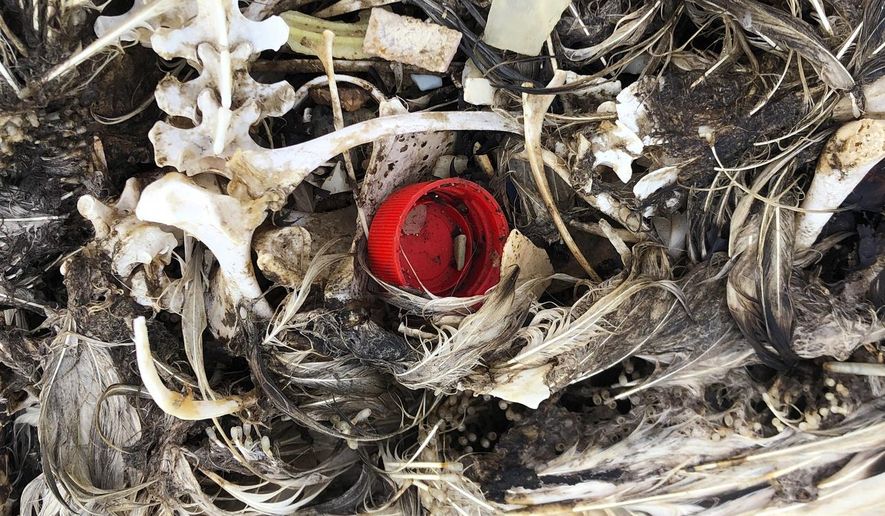 In this Oct. 22, 2019, photo, plastic sits in the decomposed carcass of a seabird on Midway Atoll in the Northwestern Hawaiian Islands. Midway is littered with countless bird skeletons that have brightly colored plastic protruding from their now decomposing intestines. Bottle caps, toothbrushes and cigarette lighters sit in the centers of their feathery carcasses. (AP Photo/Caleb Jones)