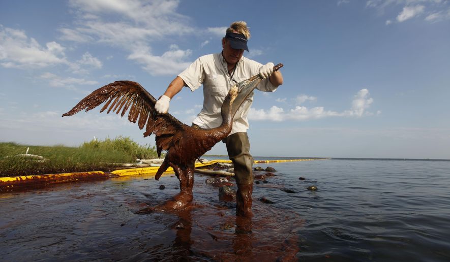 FILE - In this June 5, 2010 file photo, Plaquemines Parish coastal zone director P.J. Hahn lifts an oil-covered pelican which was stuck in oil at Queen Bess Island in Barataria Bay, just off the Gulf of Mexico in Plaquemines Parish, La. Nearly $10 million in 2010 oil spill money is rebuilding the barrier island bird rookery off Louisiana. Work on Queen Bess Island had to wait for this year’s nesting season to end in August and must finish by late February or early March, before the next nesting season. The island, which was heavily hit by oil from the Deepwater Horizon spill, supports Louisiana’s third-largest brown pelican nesting colony. (AP Photo/Gerald Herbert, File)