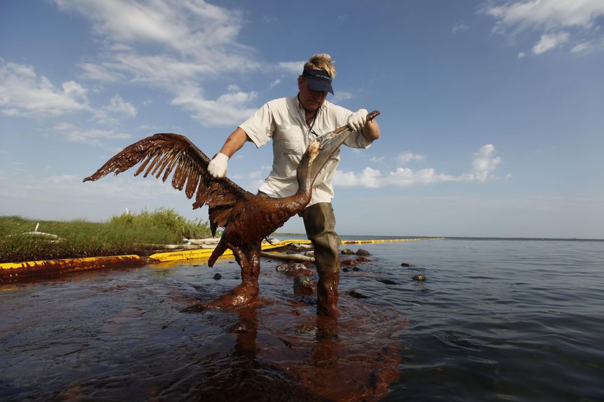 FILE - In this June 5, 2010 file photo, Plaquemines Parish coastal zone director P.J. Hahn lifts an oil-covered pelican which was stuck in oil at Queen Bess Island in Barataria Bay, just off the Gulf of Mexico in Plaquemines Parish, La. Nearly $10 million in 2010 oil spill money is rebuilding the barrier island bird rookery off Louisiana. Work on Queen Bess Island had to wait for this year’s nesting season to end in August and must finish by late February or early March, before the next nesting season. The island, which was heavily hit by oil from the Deepwater Horizon spill, supports Louisiana’s third-largest brown pelican nesting colony. (AP Photo/Gerald Herbert, File)