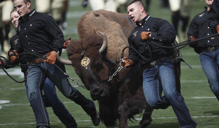 FILE - In this Sept. 7, 2019, file photo, handlers guide Colorado NCAA college football buffalo mascot Ralphie on a ceremonial run at a game against Nebraska, in Boulder, Colo. Ralphie V will retire after 12 seasons of roaming the field. The university said Tuesday, Nov. 12, 2019, that Ralphie, who turned 13 in October, hasn’t been showing the same consistency as she has in prior seasons. (AP Photo/David Zalubowski, File)