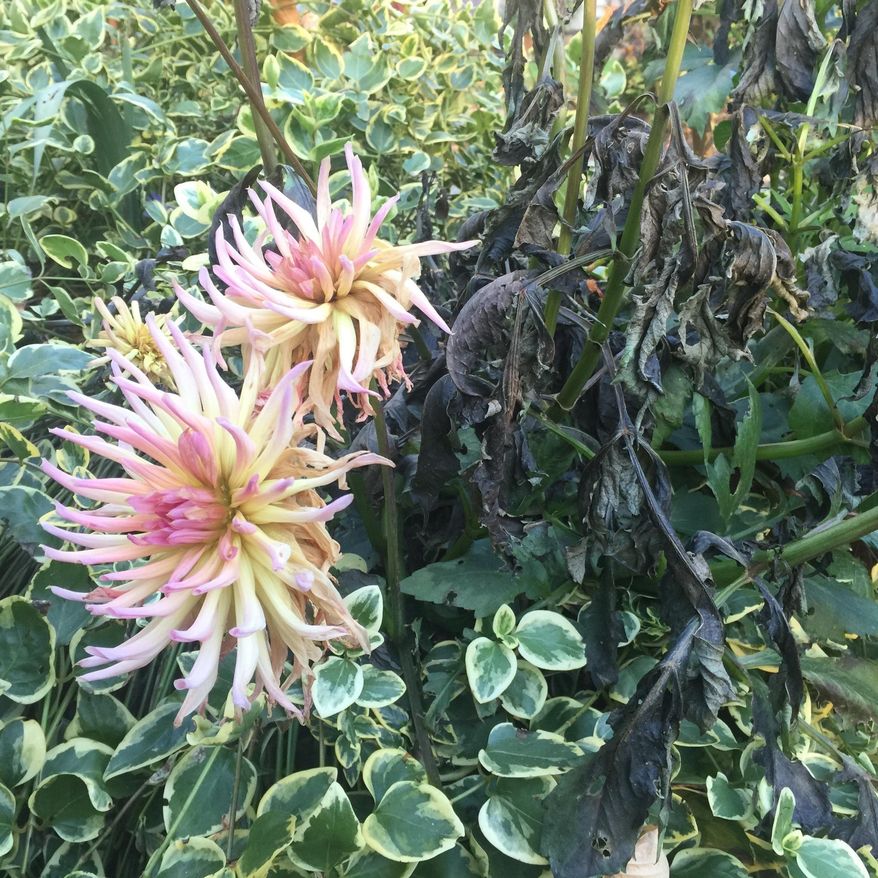 This assortment of flowering plants, photographed Oct. 31, 2019, in a yard near Langley, Wash., shows damage done by the first killer frost of the year. Late fall is a good time to evaluate what delighted and what disappointed in your garden over the last growing season. Then make the necessary changes for your 2020 planting program. (Dean Fosdick via AP)