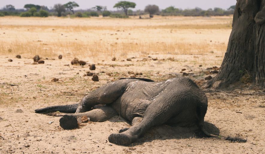In this photo taken Sunday Nov. 10, 2019, a dead elephant lays in the Hwange National Park, Zimbabwe. More than 200 elephants have died amid a severe drought, Zimbabwe&#x27;s parks agency said Tuesday Nov. 12, and a mass relocation of animals is planned to ease congestion. (AP Photo)