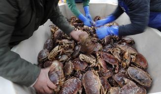 Fishermen arrange crabs after their boat returned from a fishing trip to the harbour in Hartlepool, England, Monday, Nov. 11, 2019. (AP Photo/Frank Augstein)