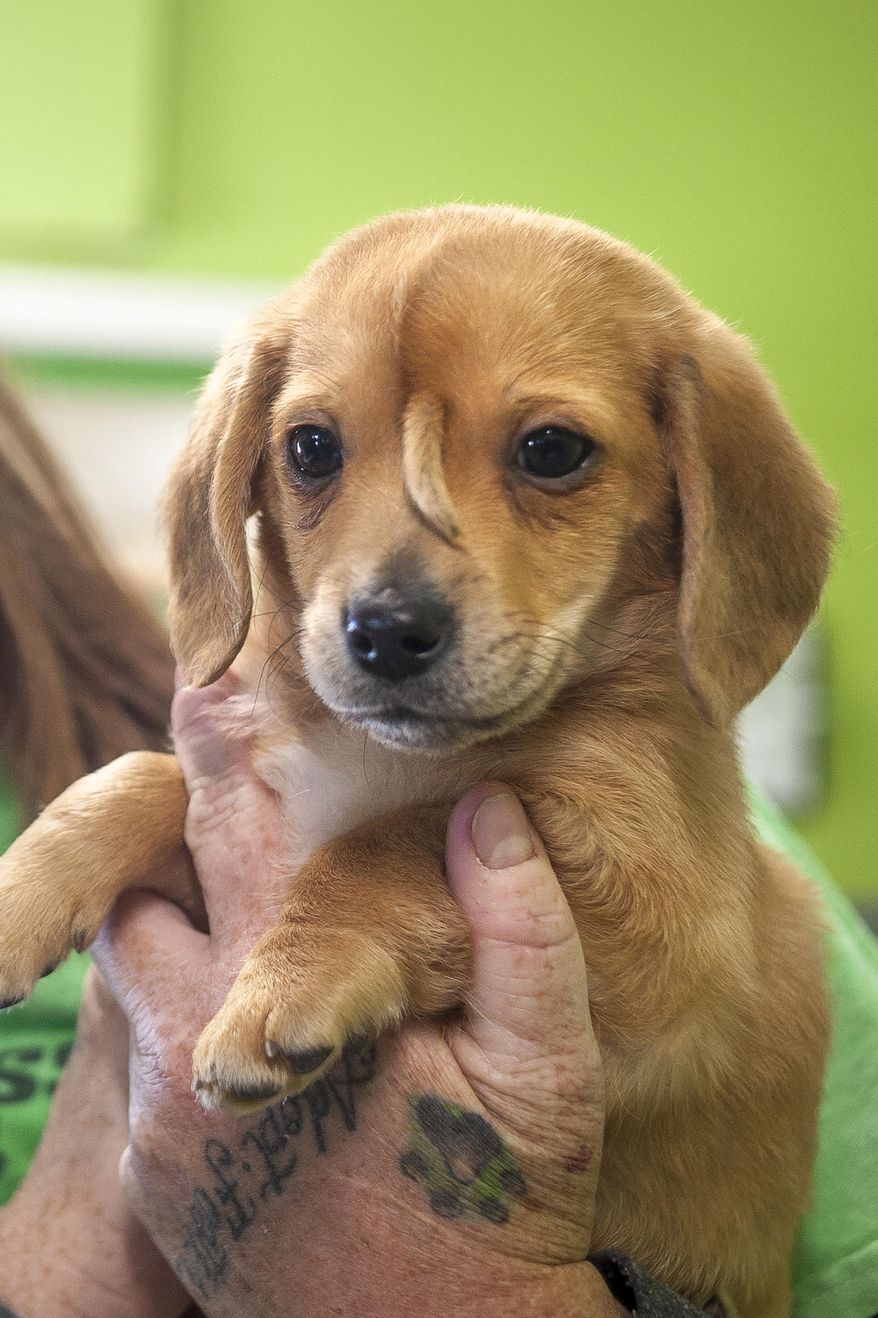 Mac's Mission animal rescue founder Rochelle Steffen holds a 10-week-old golden retriever puppy with a small tail growing between his eyes, dubbed "Narwhal," Wednesday, Nov. 13, 2019, in Jackson, Mo. The puppy's condition has led to widespread online notoriety and, Steffen said, a flood of adoption offers. (Tyler Graef/The Southeast Missourian via AP)