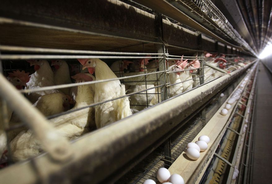 In this Nov. 16, 2009, file photo, chickens stand in their cages at a farm near Stuart, Iowa. China reopened its market to U.S. poultry, ending a five-year ban. China had blocked U.S. poultry imports after an outbreak of avian influenza in December 2014, closing off a market that bought more than $500 million worth of American chicken, turkey and other poultry products in 2013. (AP Photo/Charlie Neibergall, File)