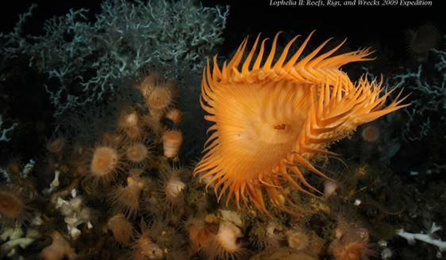 In this Sept. 4, 2009 photo provided by the National Oceanic and Atmospheric Administration, corals are seen at the bottom of the Gulf of Mexico during an expedition called Reefs, Rigs and Wrecks. Federal regulators are close to approving a protection plan for vulnerable corals in the Gulf of Mexico that would create new protected zones designed to allow the corals to grow. The plan would create 21 protected areas off the coasts of Texas, Louisiana, Alabama, Mississippi and Florida (Dr. Ian MacDonald/National Oceanic and Atmospheric Administration via AP)