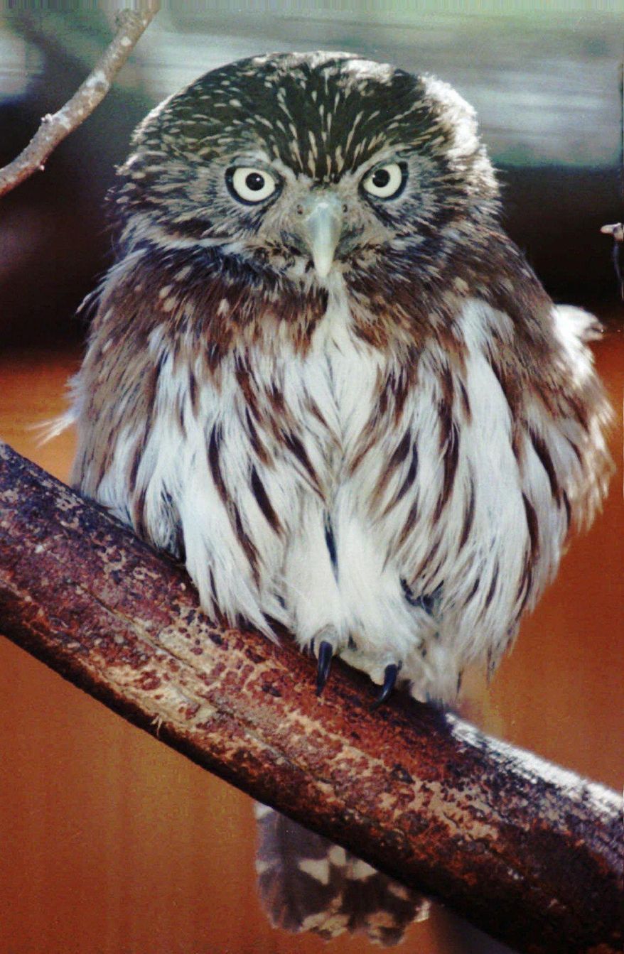 FILE - In this Jan. 16, 1998, file photo, pygmy owls, similar to this one shown at the Arizona-Sonora Desert Museum in Tucson, Ariz., that make their nest inside cavities of Arizona's saguaro cactus have a new chance for federal protection. The Tucson-based Center for Biological Diversity said Thursday, Nov. 14, 2019, an Aug. 5, 2021 deadline is set for the U.S. Fish and Wildlife Service to decide if the cactus ferruginous pygmy owl should be protected again as an endangered species. (AP Photo/John Miller, File)