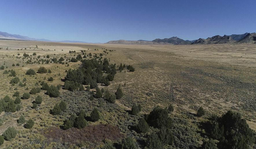 In this unidentified photo shows the Swamp Cedar Natural Area. a sacred tribal site known as the swamp cedars, considered sacred by a number of Shoshone tribes in Ely, northeast Nevada. A fight over water and rare trees is pitting descendants of 19th century massacres against a plan to pump and pipe water to Las Vegas. The trees have been a ceremonial site since time immemorial. They also represent a living connection to native people killed in a series of massacres in the region. For the Ely and Duckwater Shoshone in Nevada and Goshute in Utah, the site is a living memorial to hundreds of slain ancestors. But National Park Service recognition of the Spring Valley site in 2017 as a Traditional Cultural Property doesn't stop a pipeline, and a legal battle continues. (Benjamin Spillman/Reno Gazette Journal via AP)