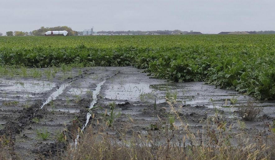 FILE - This Oct. 9, 2019 file photo shows a sugar beet field near Stephen, Minn. Minnesota Gov. Tim Walz asked U.S. Agriculture Secretary Sonny Perdue on Thursday, Nov. 7, 2019, to declare a disaster for 12 counties of northwestern Minnesota where farmers are struggling through a very difficult harvest season. (Dan Gunderson/Minnesota Public Radio via AP, File)