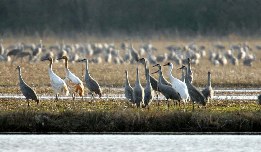 FILE - In this Jan 19, 2012, file photo, three endangered whooping cranes, two immature birds, second and third from left and a mature, all white, right, walk among a flock of sandhill cranes at the Wheeler Wildlife Refuge near Decatur, Ala. Whooping cranes are back at a national wildlife refuge in Alabama. The International Crane Foundation said Friday, Nov. 15, 2019, that, for the second year in a row, wild-hatched chick W7-17 was the first to arrive at the Wheeler National Wildlife Refuge in Decatur. The two-year-old arrived Nov. 9. (Dave Dieter/The Huntsville Times via AP, File)